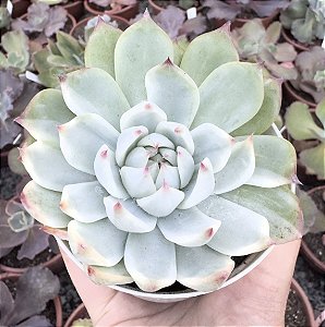 E. CHIHUAHUENSIS VARIEGATA POTE 9