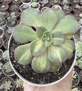 A. LEMON LIME VAR. POTE 9