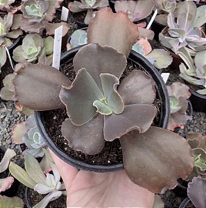 E. GIBB. CHICHI CHOCOLATE IMPORTADA POTE 11