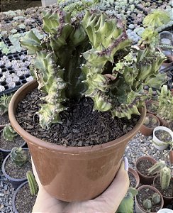 EUPHORBIA LACTEA CRISTATA SEM RAIZ POTE 15