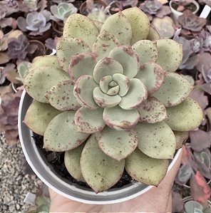 E. ALABAMY POTE 9