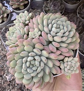 E. LITTLE RED EGG COLONIA POTE 9
