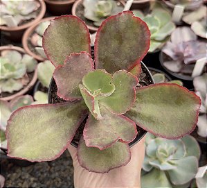 E. GIBB. DAVID HARRIS POTE 11