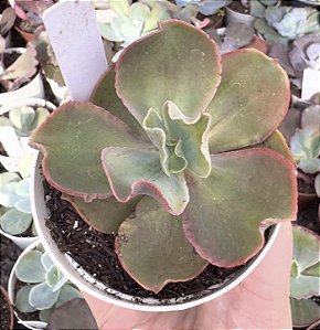 E. GIBB. MAGMA POTE 9