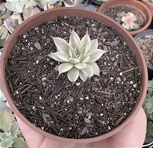 GRAP. SILVER STAR VAR. (PEQUENA) POTE 9