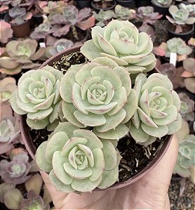 E. GLORIA POTE 9