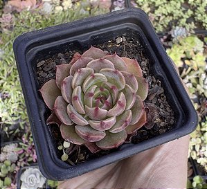 E. SAN LUIS POTE 7
