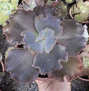 E. GIBB. MERIDIAN POTE 11