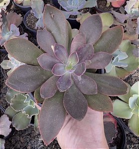 E. HANAIKADA POTE 9