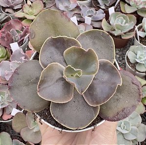E. GIBB. ROSEO GRANDE POTE 9 pouca raiz