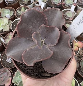 E. GIBB. DIABLONA POTE 9