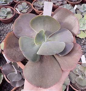 E. GIBB. COCO POTE 13