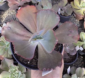 E. GIBB. DIAMOND STATE REVERSA POTE 11