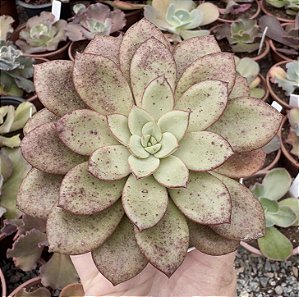 E. DRUSILA POTE 9