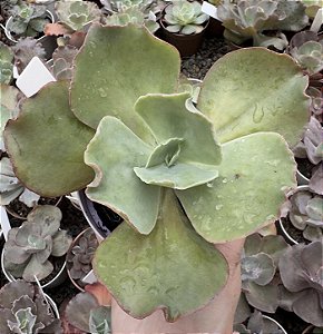 E. GIBB. BARBILLION (CARÚNCULAS) POTE 11