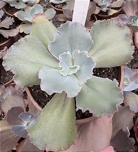 E. GIBB. BUBBLE MACHINE (CARÚNCULAS) POTE 13