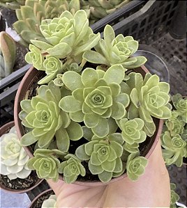 GREENOVIA DODRENTALIS POTE 9