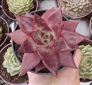 E. AGAV. ATLAS POTE 9
