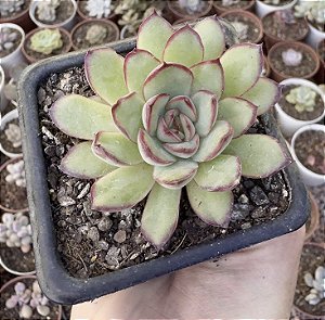 E. MEXICAN POLDENSIS POTE 7