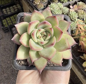 E. FIRE PILLAR POTE 7