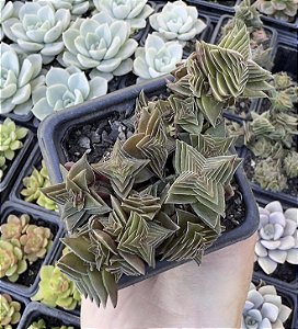 C. CAP. THRYSIFLORA POTE 7