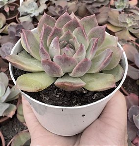 E. MAGENTA POTE 9