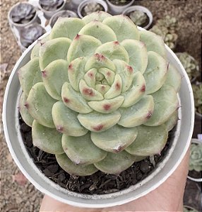 E. BLACK DIAMOND POTE 9