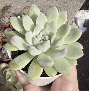 E. SACURA DREAM POTE 9
