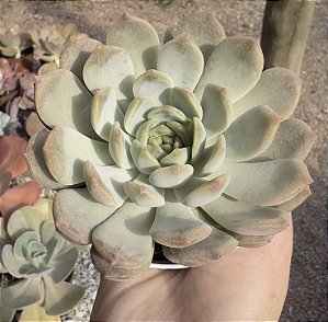 E. SUGAR HEART JENNY POTE 9