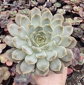 E. SUGAR HEART JENNY POTE 9
