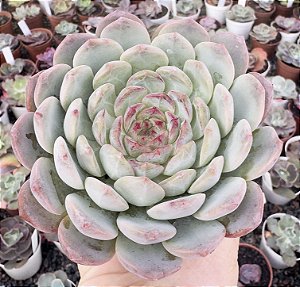 E. SUGAR HEART JENNY POTE 9