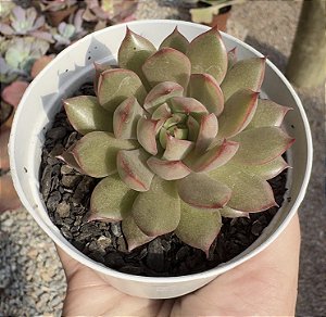 E. RED SPOT POTE 9