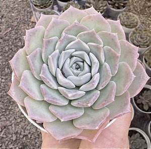 E. PURE LOVE DOUBLE POTE 9