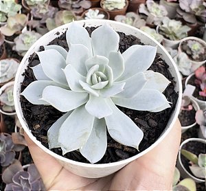 E. PEACOKII POTE 9 pouca raiz