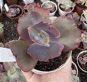 E. GIBB. LEOPARD DRAGON POTE 9