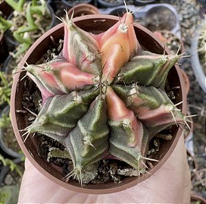 GYMNOCALYCIUM MIHANOVICHII (4) POTE 6