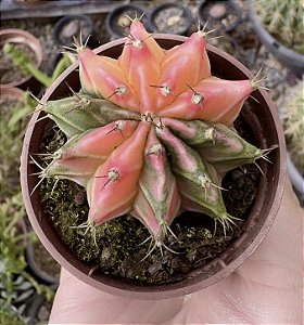 GYMNOCALYCIUM MIHANOVICHII (6) POTE 6