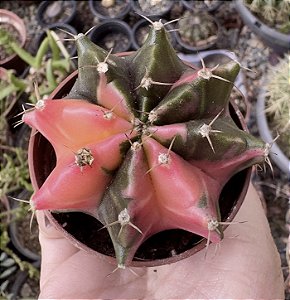 GYMNOCALYCIUM MIHANOVICHII (7) POTE 6