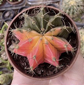 GYMNOCALYCIUM MIHANOVICHII (8) POTE 6