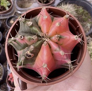 GYMNOCALYCIUM MIHANOVICHII (9) POTE 6