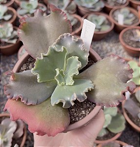 E. GIBB. SICHADE TEMPLE POTE 13