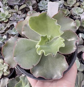 E. GIBB. LOMBARDO POTE 11