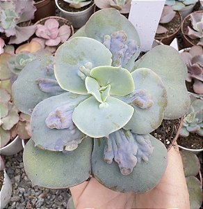 E. GIBB. CAMEO POTE 9 pouca raiz