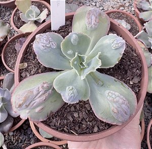 E. GIBB. ZIPORA POTE 13