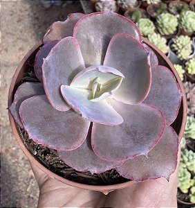 E. GIBB. CINDERELLA II POTE 9