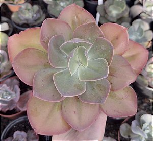 E. GIBB. MANDALA X MAUNA POTE 11