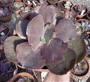 E. GIBB. JAPÃO X MAHOGANY POTE 13