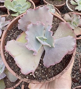 E. GIBB. GORGON`S GROTTO POTE 11 POUCA RAIZ