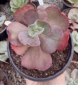 E. GIBB. RED REGIS POTE 9