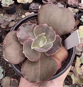 E. GIBB. NIKITA (CARÚNCULAS) POTE 11